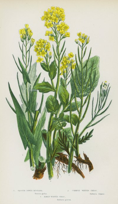 Bloeiende Planten van Groot-Brittannië: Gladde Torenmosterd, Gewone Winterkers, Vroege Winterkers door English School