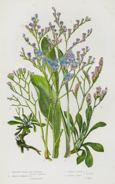 Bloeiende Planten van Groot-Brittannië: Verspreidende Gevlekte Zeelavendel, Afgelegen Bloem Zeelavendel, Rechte Gevlekte Zeelavendel, Mat Engels Gras door English School
