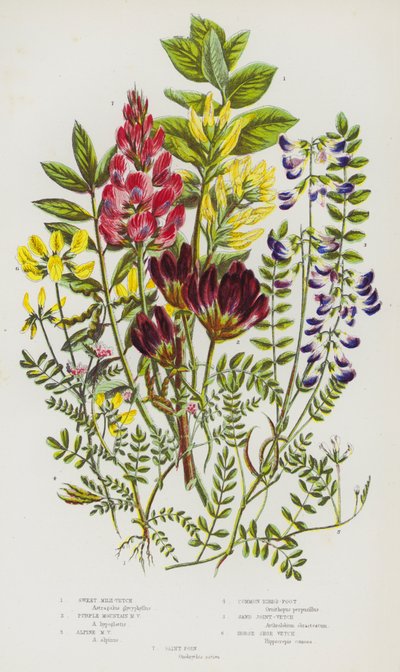 Bloeiende Planten van Groot-Brittannië: Zoete Melkvetch, Paarse Bergmelkvetch, Alpenmelkvetch, Gewone Vogelvoet, Zandpeul, Paardenhoefvetch, Sint-Foin door English School