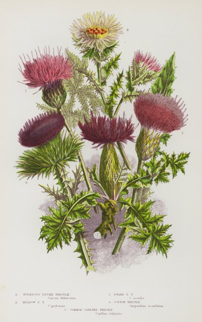 Bloeiende Planten van Groot-Brittannië: Knolvormige Pluimdistel, Weide Pluimdistel, Dwerg Pluimdistel, Katoendistel, Gewone Carlina Distel door English School
