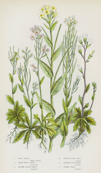 Bloeiende Planten van Groot-Brittannië: Muurkers, Harige Muurkers, Alpenrotskers, Bristolrotskers, Franje Rotskers, Torenkers door English School