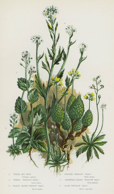 Bloeiende planten van Groot-Brittannië: Water Awl-Wort, Voorjaars Whitlow Gras, Gele Alpen Whitlow Gras, Gedraaide Whitlow Gras, Speedwell-Bladige Whitlow Gras, Rots Whitlow Gras door English School