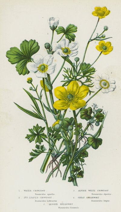 Bloeiende Planten van Groot-Brittannië: Waterranonkel, Klimopbladige Ranonkel, Alpenwitte Ranonkel, Grote Speerwortel, Kleine Speerwortel door English School
