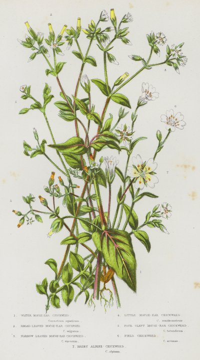 Bloeiende Planten van Groot-Brittannië: Watermuizenoor, Breedbladige Muizenoor, Smalbladige Muizenoor, Kleine Muizenoor, Vierdelige Muizenoor, Veldmuizenoor, Harige Alpenmuizenoor door English School