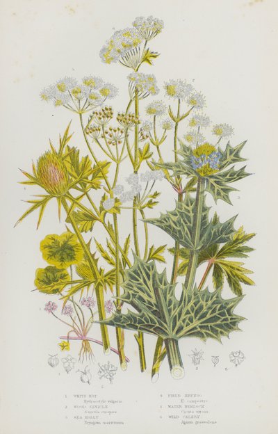 Bloeiende Planten van Groot-Brittannië: Witte Rot, Hout Sanikel, Zee Hulst, Veld Eryngo, Water Hemlock, Wilde Selderij door English School