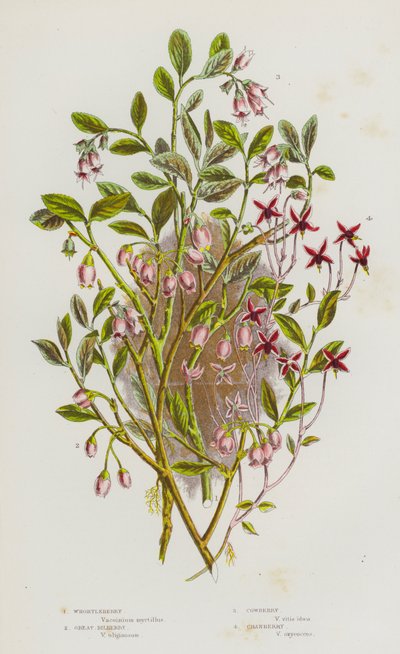 Bloeiende planten van Groot-Brittannië: Blauwe Bosbes, Grote Bosbes, Rode Bosbes, Veenbes (kleur litho) door English School