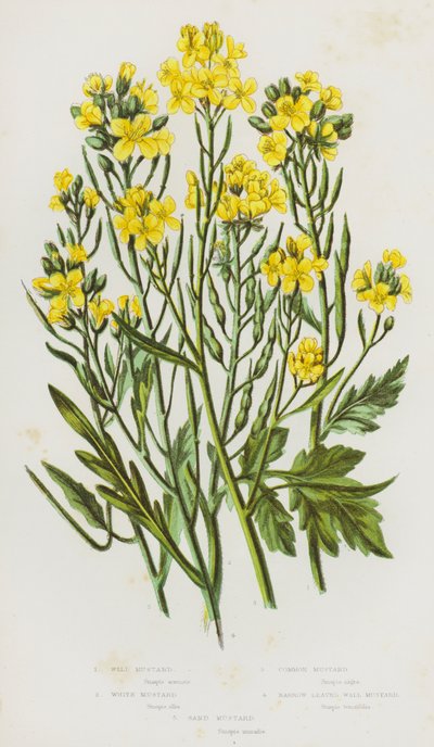 Bloeiende planten van Groot-Brittannië: Wilde Mosterd, Witte Mosterd, Gewone Mosterd, Smalbladige Muurmosterd, Zandmosterd door English School