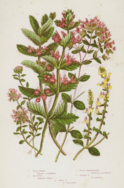 Bloeiende Planten van Groot-Brittannië: Wilde Tijm, Majoraan, Houtgamander, Watergamander, Muurgamander door English School