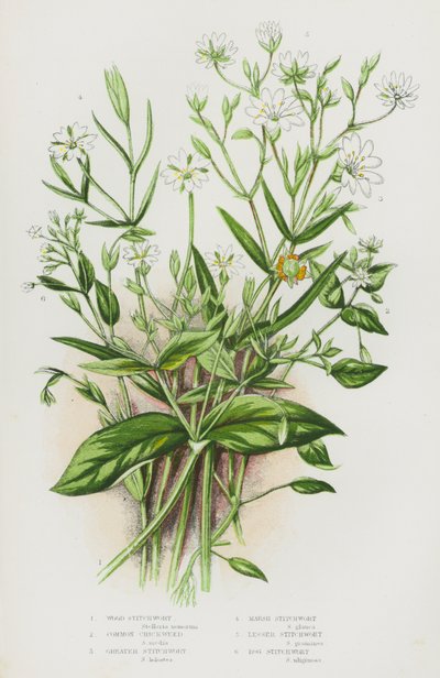 Bloeiende planten van Groot-Brittannië: Houtmuur, Gewone Vogelmuur, Grote Muur, Moerasmuur, Kleine Muur, Moerasmuur door English School