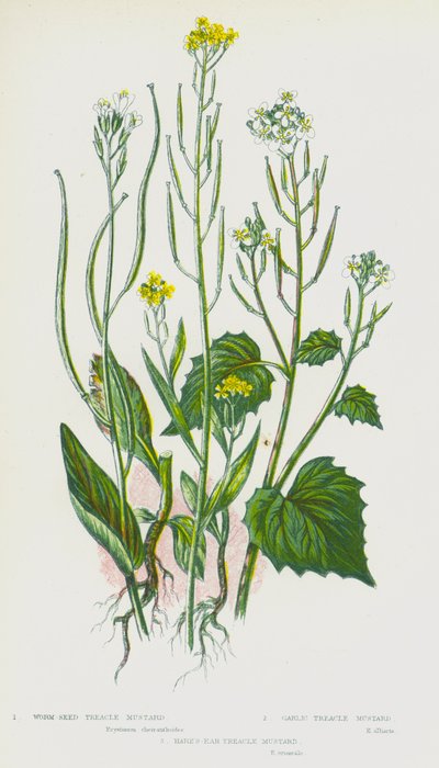 Bloeiende Planten van Groot-Brittannië: Wormzaad Treacle Mosterd, Knoflook Treacle Mosterd, Haasoor Treacle Mosterd door English School