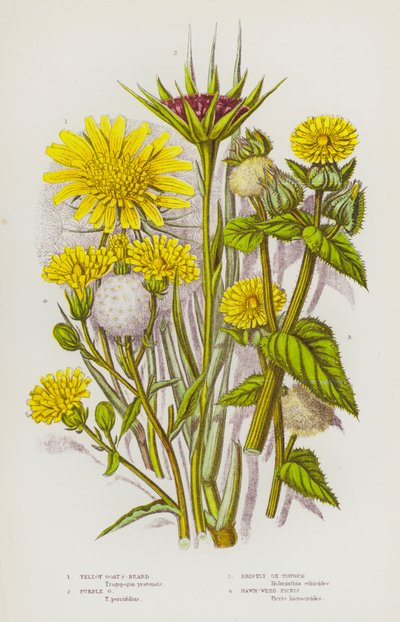 Bloeiende planten van Groot-Brittannië: Gele Geitenbaard, Paarse Geitenbaard, Borstelige Ossen-Tong, Havikskruid Picris door English School