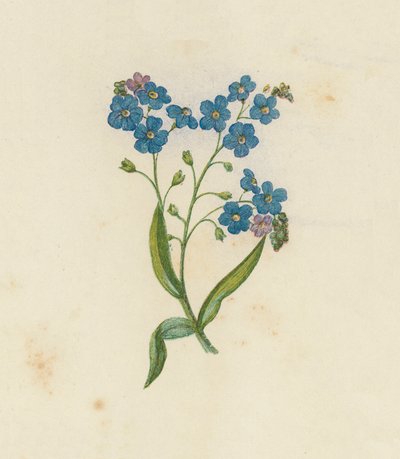 Vergeet-mij-nietje, Myosotis Palustris door English School