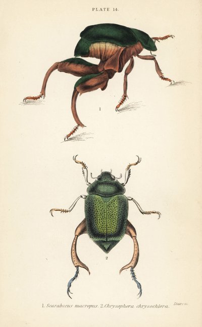 Kikkerpootkever of kangoeroekever, Sagra papuana 1, en glanzende bladsprietkever, Chrysophora chrysochlora 2 door English School