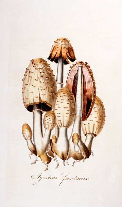 Schimmels: Agaricus fimelarius [gewone inktzwam], illustratie uit Flora Londiniensis [Bloemen van Londen] door William Curtis, gepubliceerd 1777-98 (kleurgravure) door English School