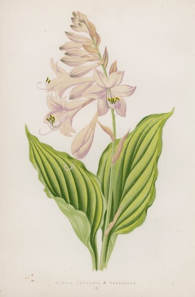 Funkia Undulata; B Variegata door English School