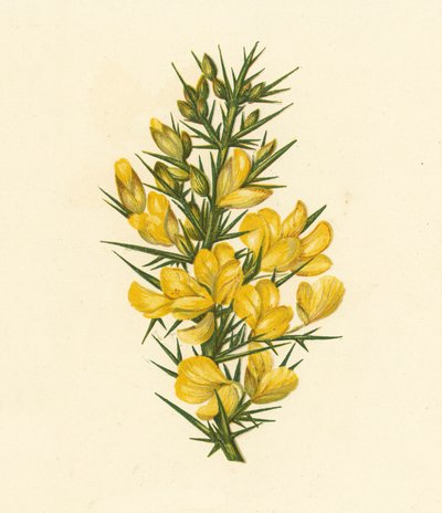 Gaspeldoorn, Ulex Europaeus door English School