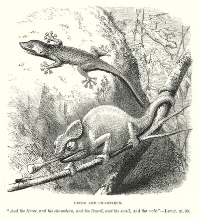 Gekko en kameleon (gravure) door English School