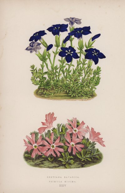 Gentiana Bavarica; Primula Minima (kleur litho) door English School