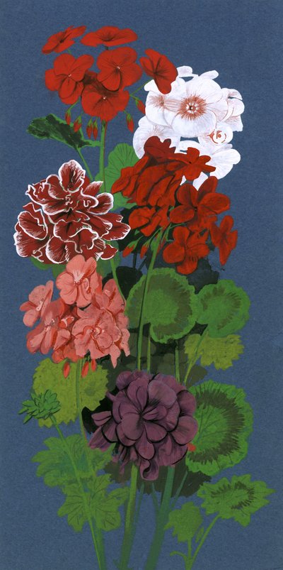 Geraniums door English School