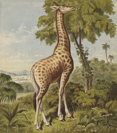 Giraffe door English School