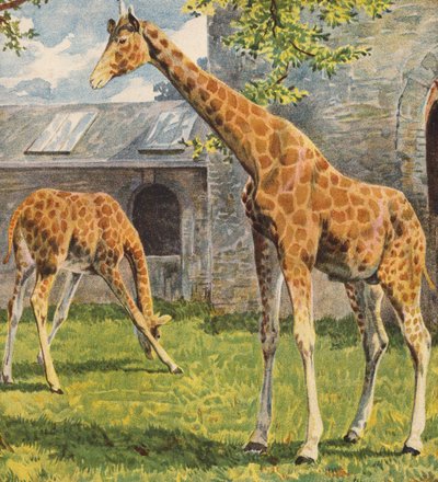 Giraffen door English School