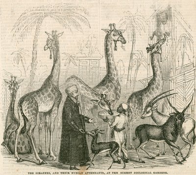 Giraffen en hun Nubische begeleiders in de Surrey Zoological Gardens, Londen door English School