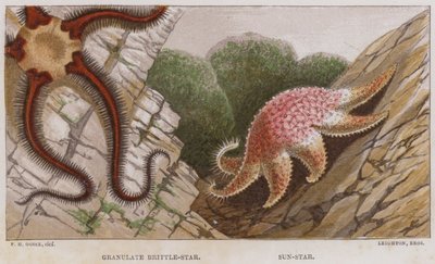 Granulate Brittle-Star, Zon-Ster door English School
