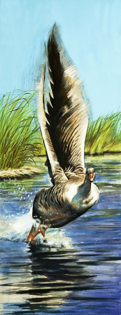 Grauwe gans door English School
