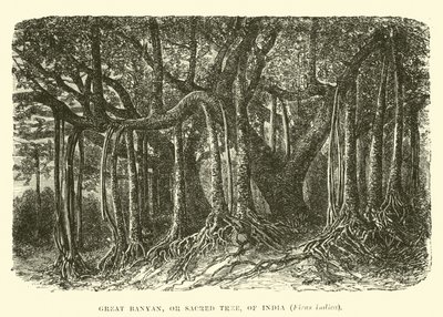 Grote Banyan, of Heilige Boom, van India, Ficus indica door English School