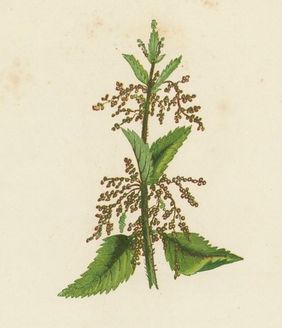 Groene Brandnetel, Urtica Dioica door English School