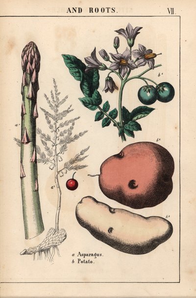 Groene asperges en aardappel, uit 