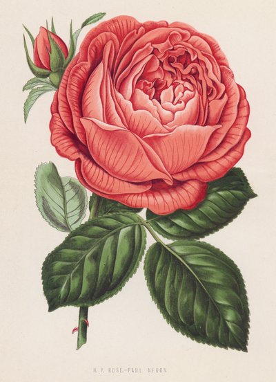 H P Rose, Paul Neron door English School