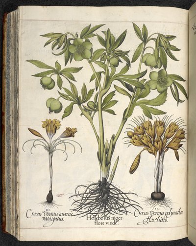 Helleborus Niger (zwarte nieskruid) uit 