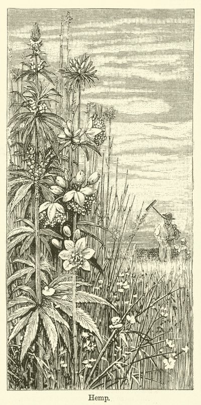 Hemp (engraving) door English School