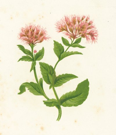 Leverkruid, Eupatorium Cannabinum door English School