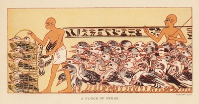 Herodotus: Een groep ganzen door English School