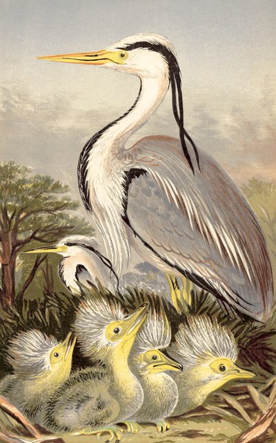 Reiger en jongen door English School