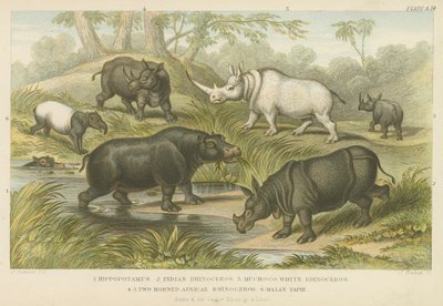 Nijlpaard, neushoorn en tapir door English School