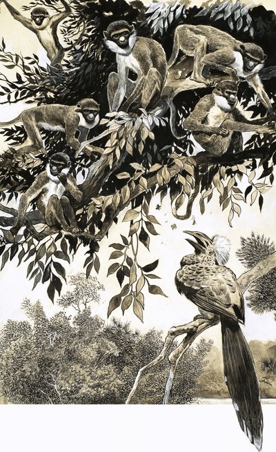 Neushoornvogel en apen door English School
