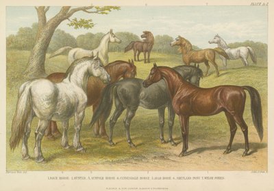 Paarden en pony