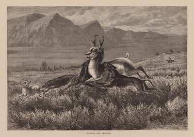 De jacht op de antilope (gravure) door English School