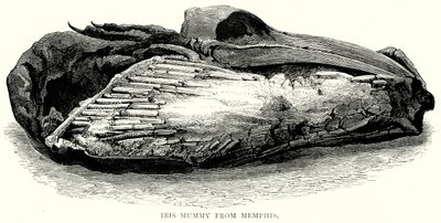 Ibis-mummie uit Memphis (gravure) door English School