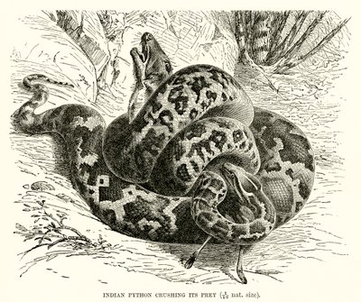 Indische Python die zijn prooi verplettert door English School