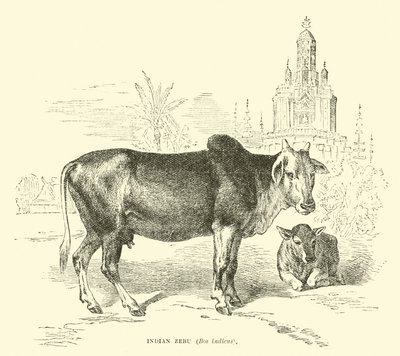 Indische Zebu, Bos indicus door English School