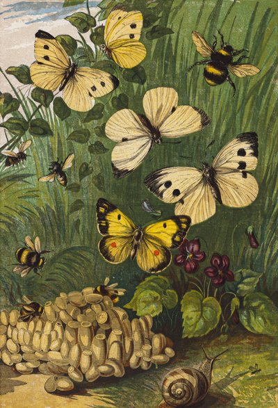 Insecten (kleurenlitho) door English School