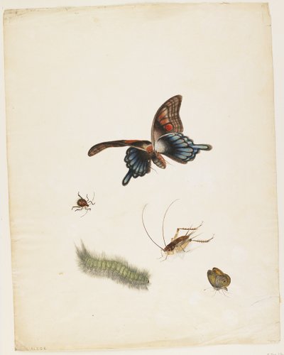Insecten (ca. 1805) door English School