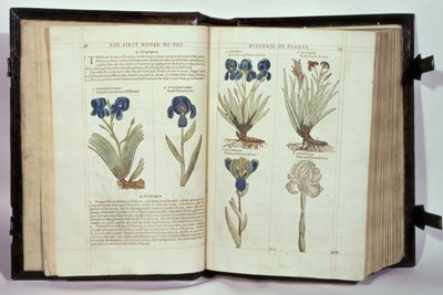 Iris (Bloemen de-luce), zes variëteiten uit 