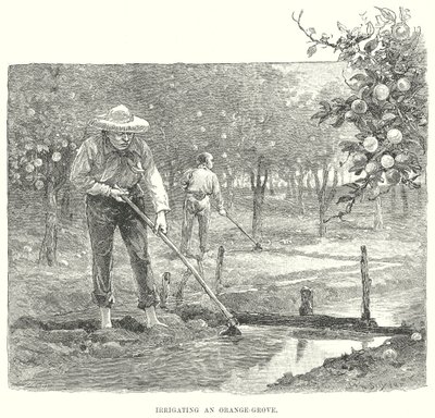 Het bevloeien van een sinaasappelgaard (gravure) door English School