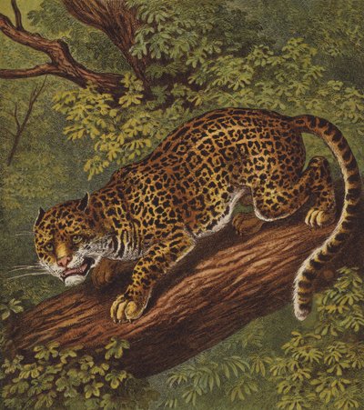 Jaguar door English School