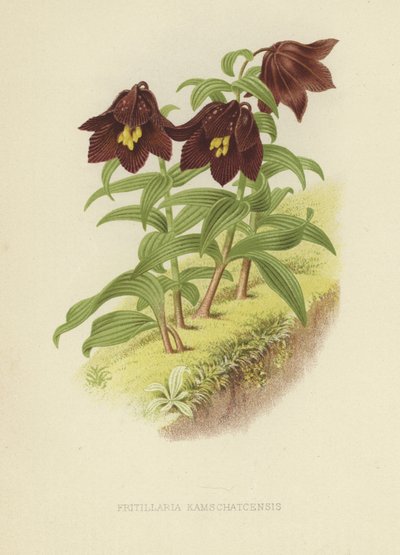 Kamtsjatka fritillaria of Kamtsjatka lelie door English School